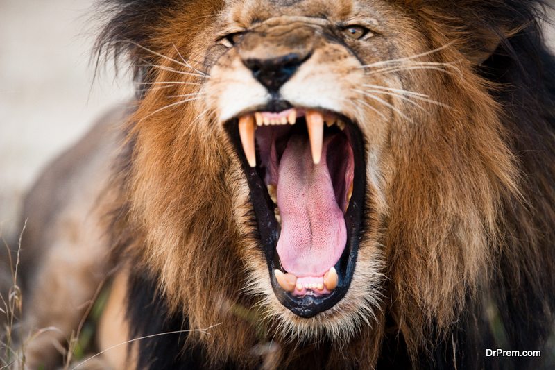 How To Survive A Lion Attack - Advice And Information