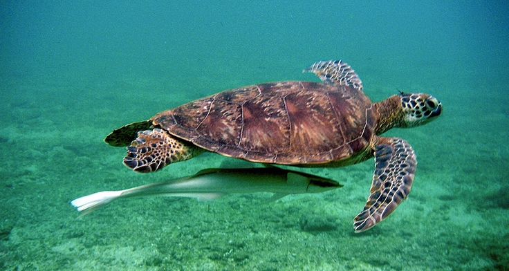 A tortoise in water