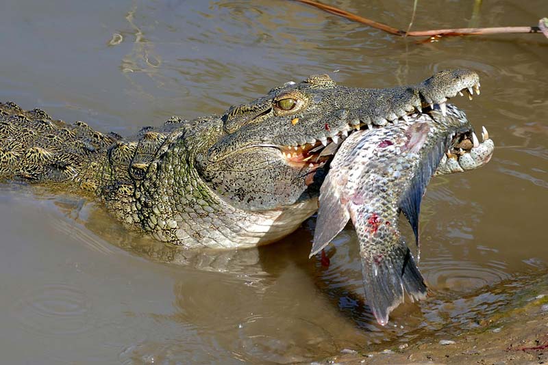 Nile Crocodile biting a fish