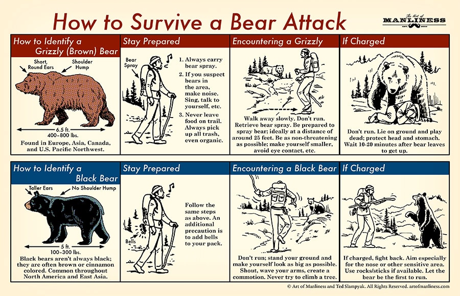 Blue and red highlighted bear attack survival guide on an off-white colored paper