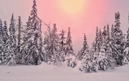 Trees covered in snow in mont Tremblant Canada