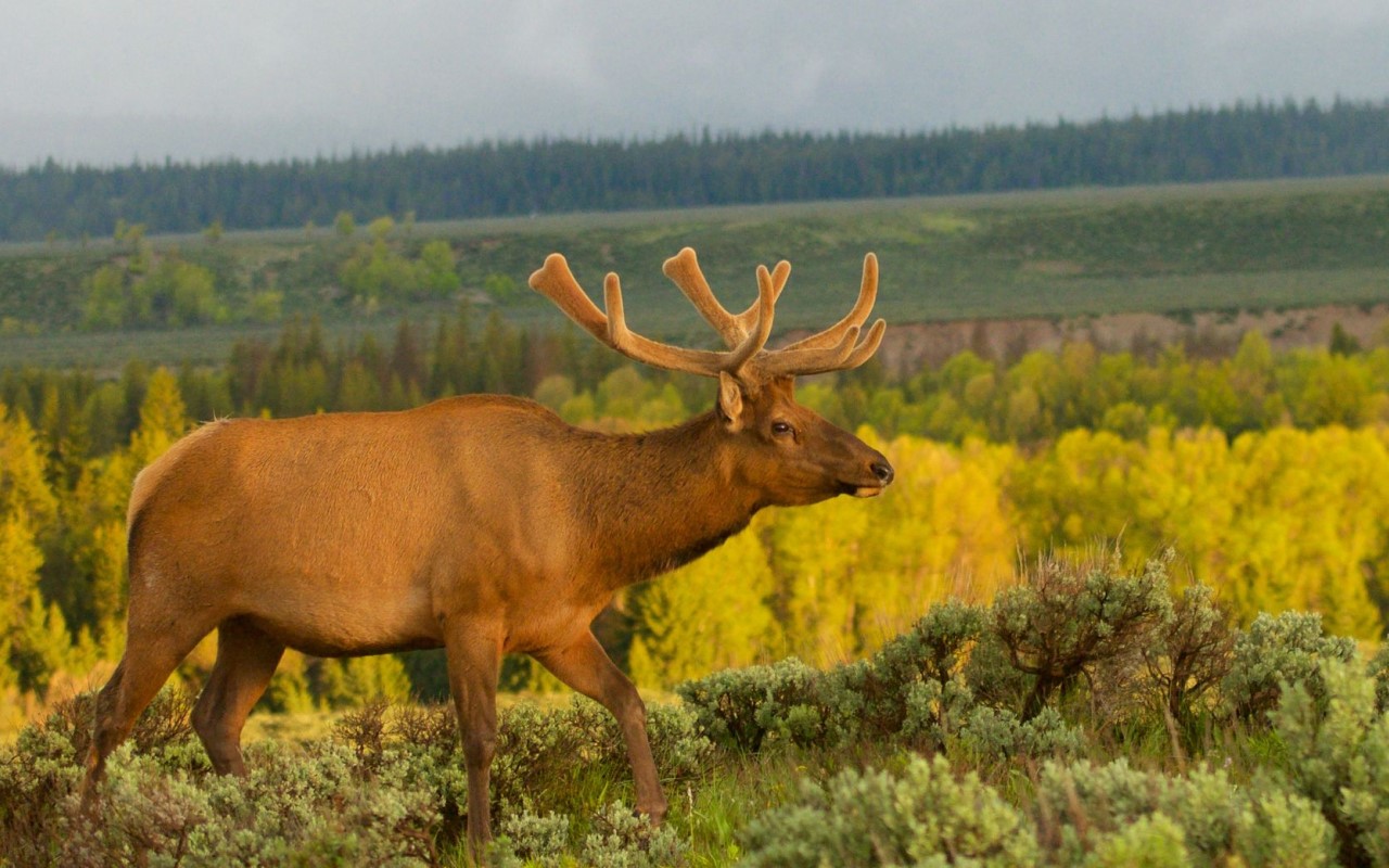 An elk walking in Yellowstone Park