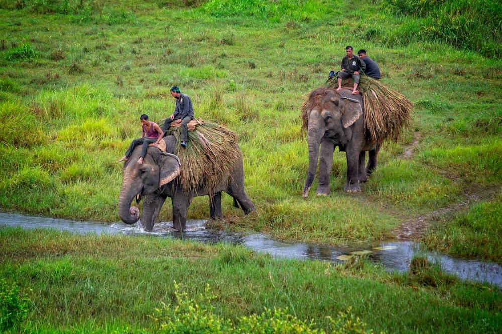 Two elephants carrying two people each on their back walking at the park