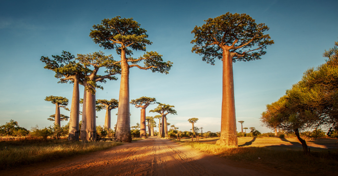 Trees in Madagascar