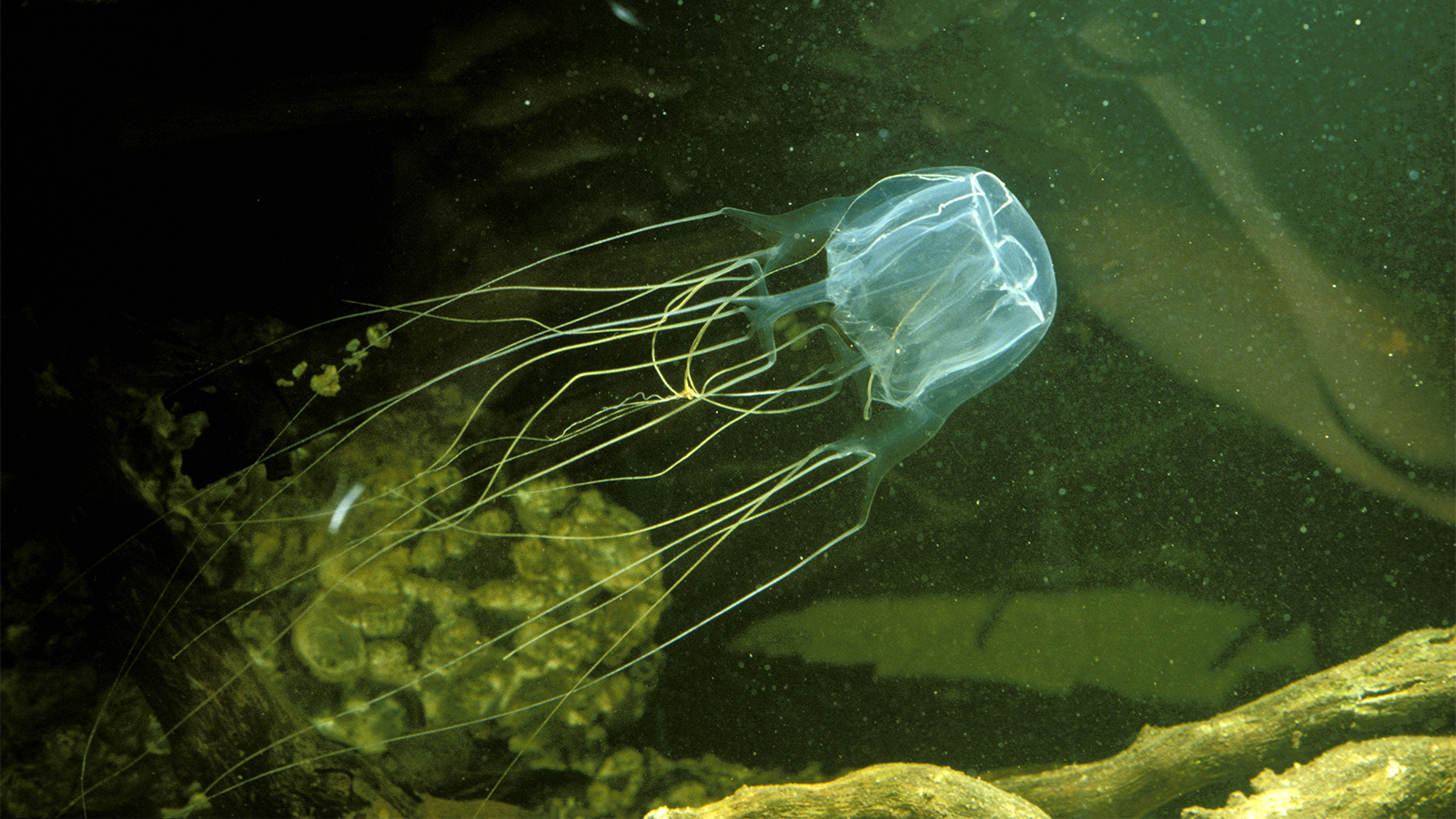 Box jellyfish has a numerous threadlike structure that loaded with poison