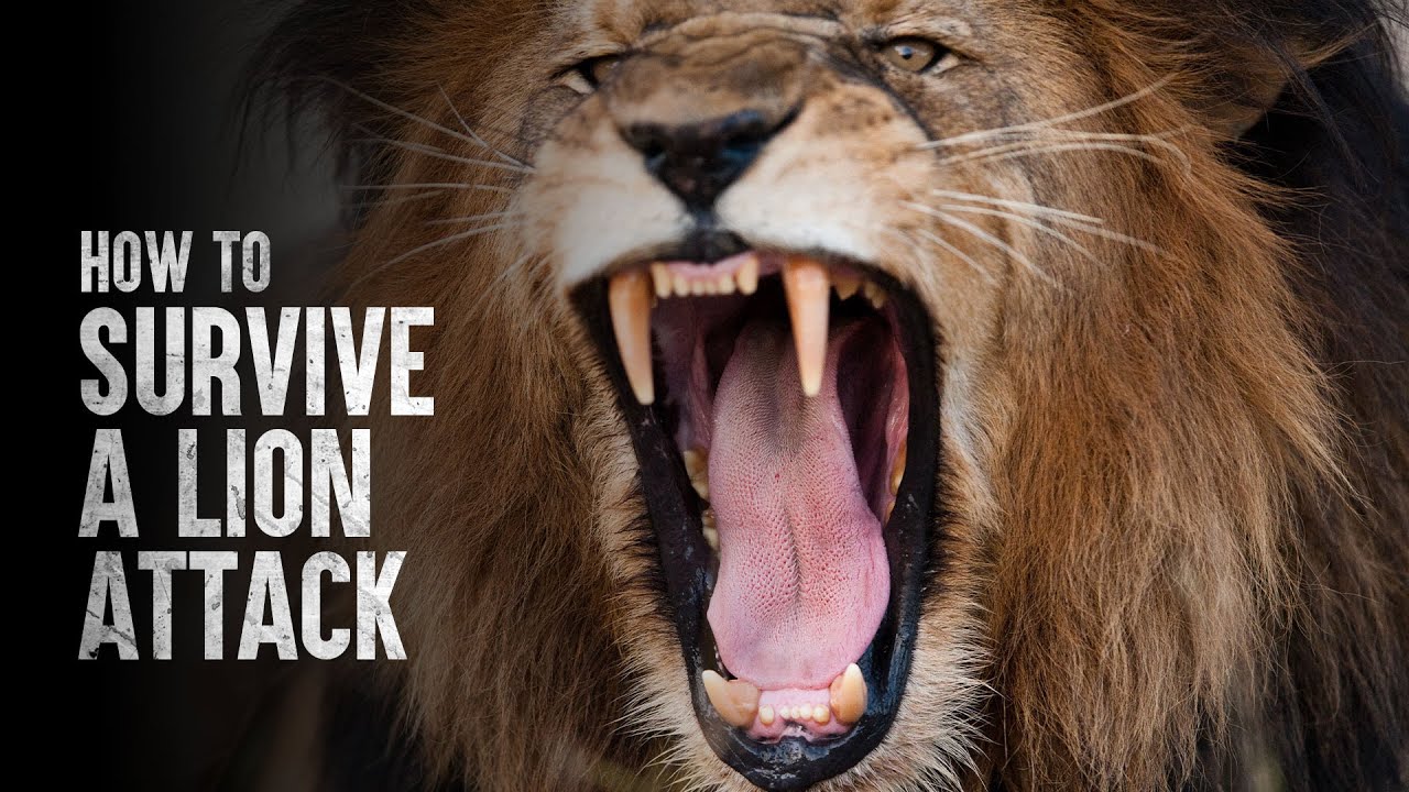How To Survive A Lion Attack - Advice And Information
