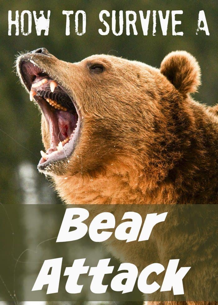 How To Survive A Bear Attack - A Comprehensive Survival Guide