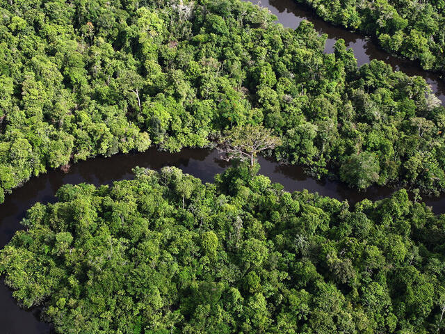 Upper view of amazon river hero of amazon rainforest