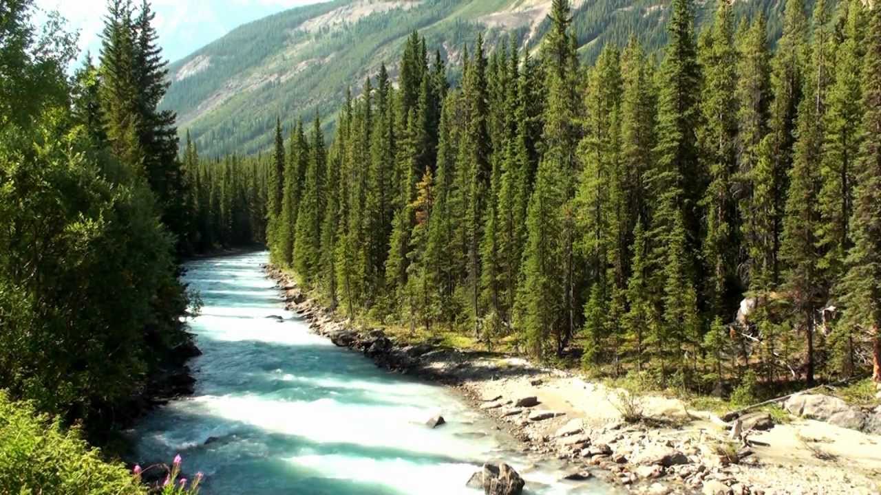 Long beautiful tress along the two sides of a lake in banff np canada