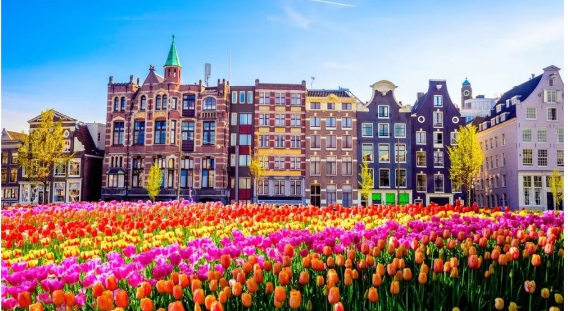 Pink, orange, yellow, red, and light pink tulips in a garden in front of buildings in Netherlands
