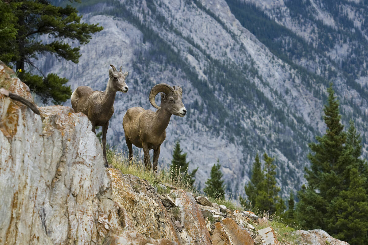 Bighorn sheep standing on the rugged mountains in Banff np Canada 