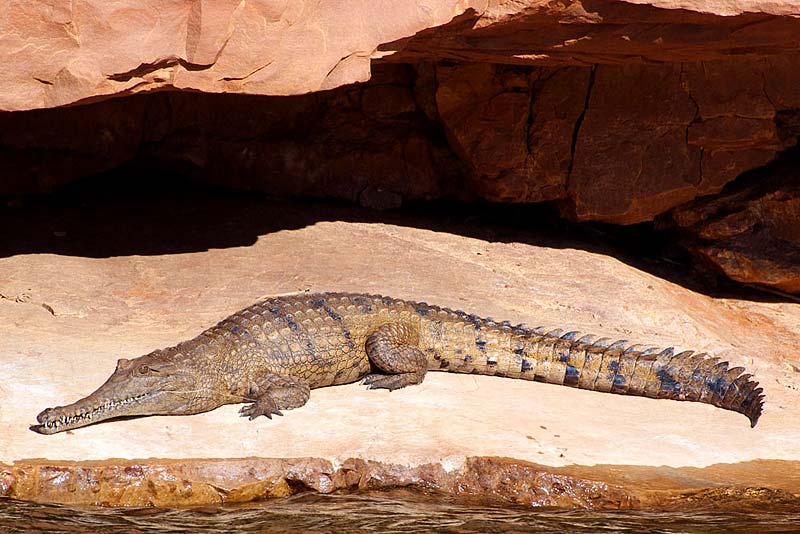 Freshwater crocodile in Wyndham, east Kimberley, Australia