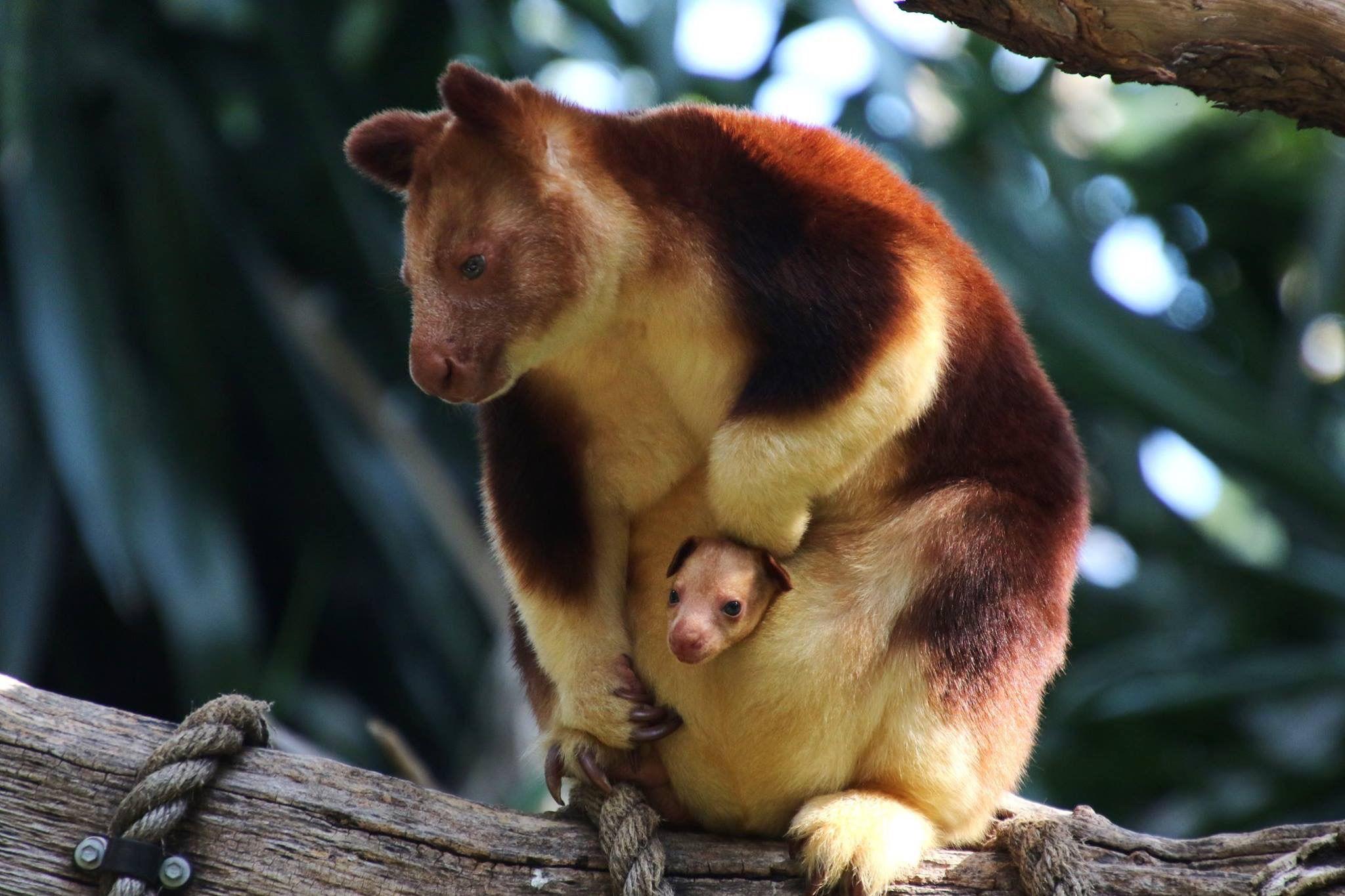 A female tree kangaroo and inside its pocket is a young joey sitting in a branch of a tree