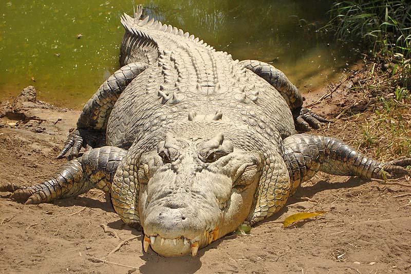 Crocodile Attacks, Alligators