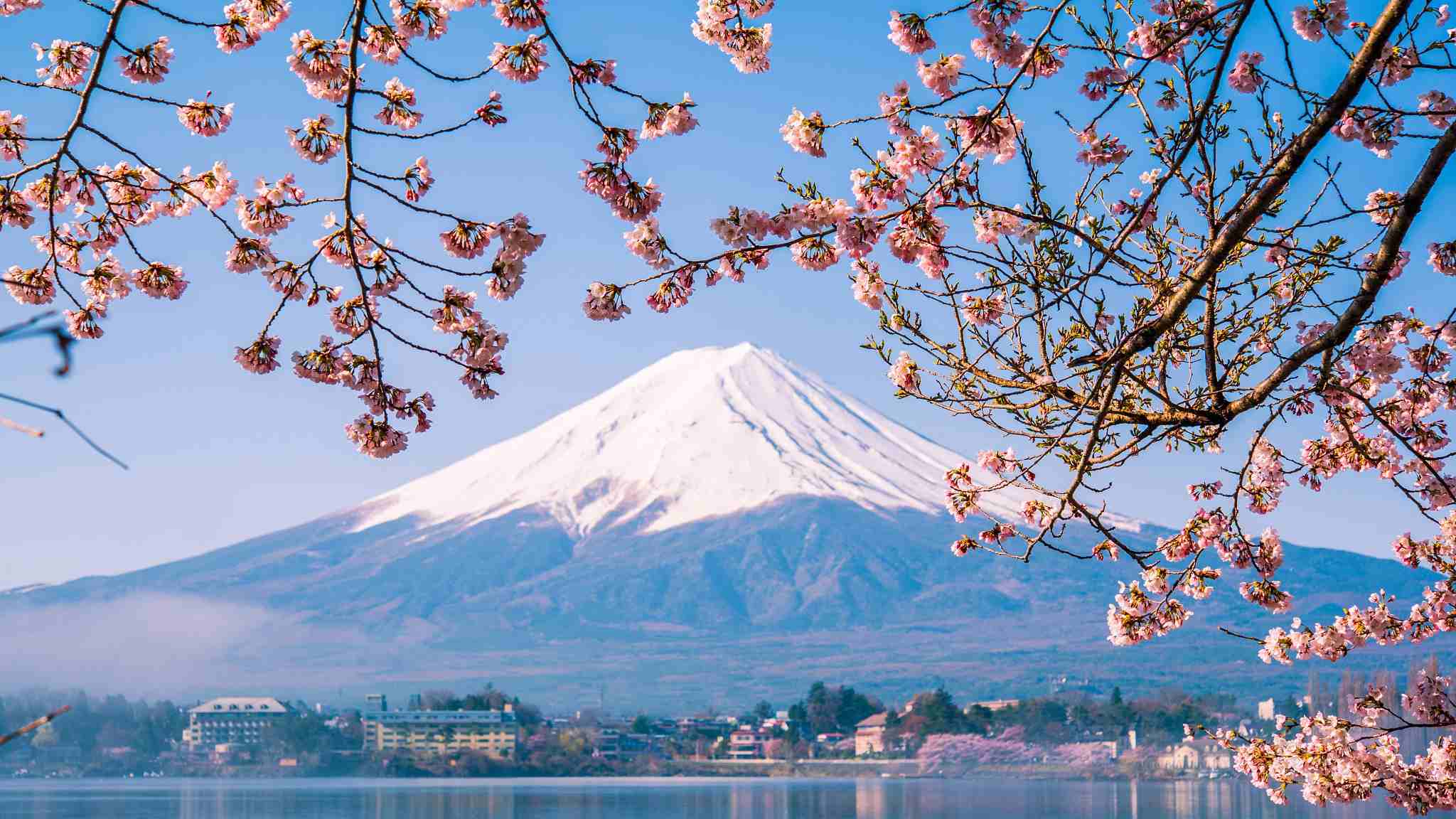 Mount fuji covered with snow and some cherry blossom branches around it