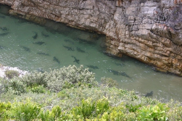 Numerous Sharptooth Houndsharks was spotted in Gully part of natures valley. 