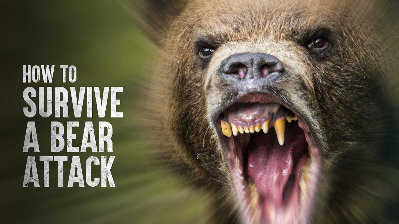 How To Survive A Bear Attack - A Comprehensive Survival Guide