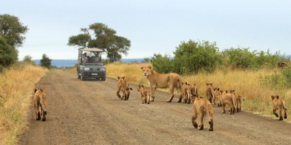Lioness and cubs walking on a road in the african forests