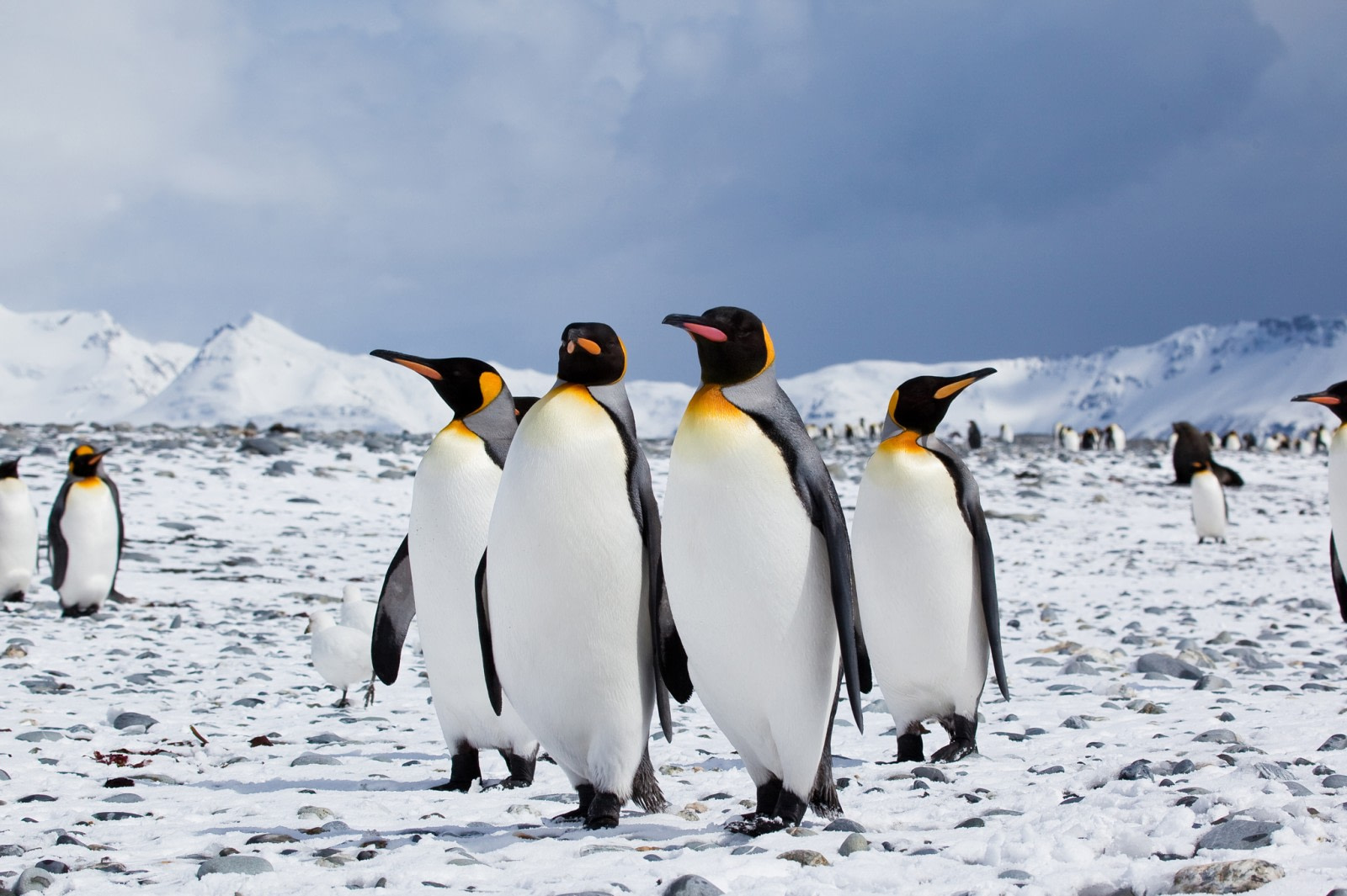 King Penguins walking around in a snowy area