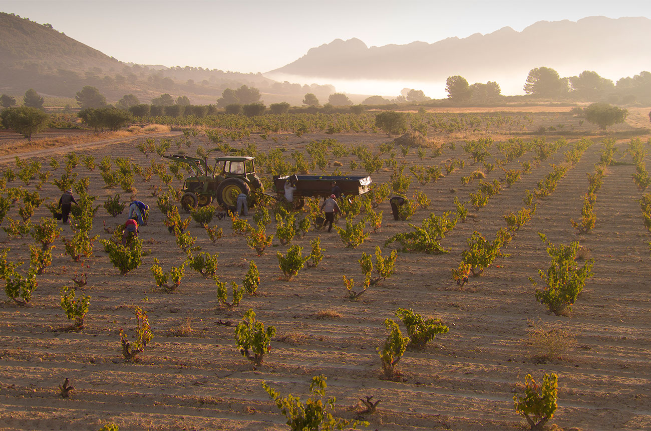 Jumilla Wine - The Bloodline Of Spanish Tastes