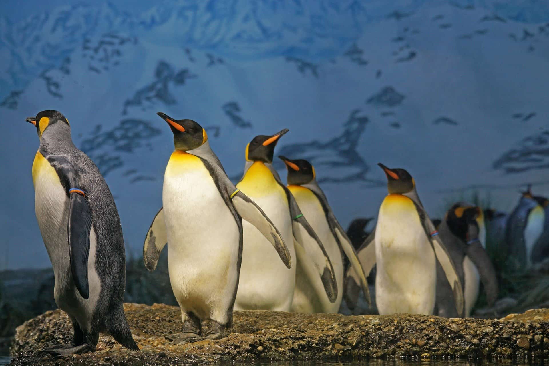 King Penguin - You Might Want To Know More Of This Cute Streamlined Swimmer