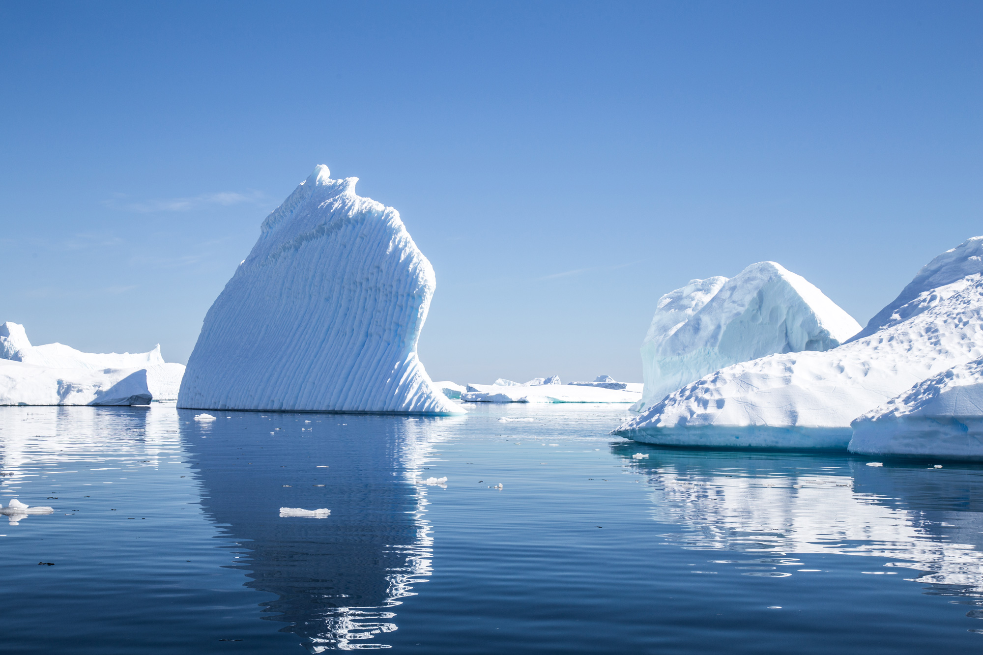 Antarctica with icebergs, home of Antarctic toothfish and other toothfish family types