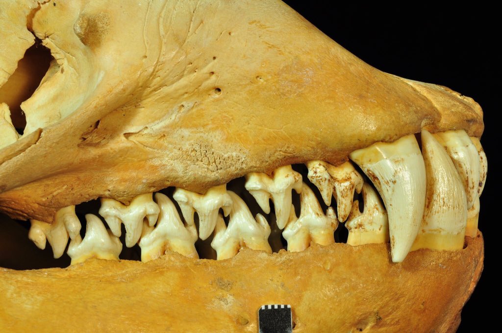 Crabeater Seal skull and teeth on display