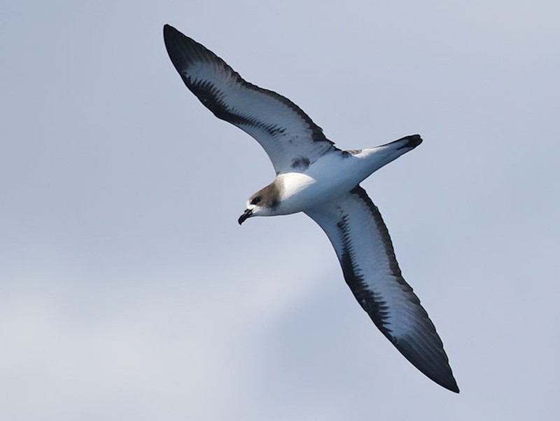 Petrel flying high on the sky