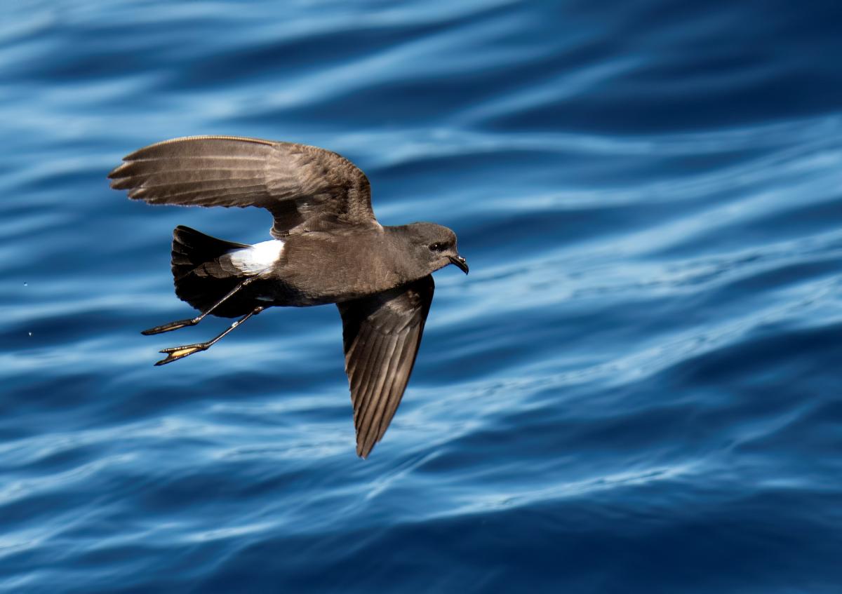 Petrel flying above the water