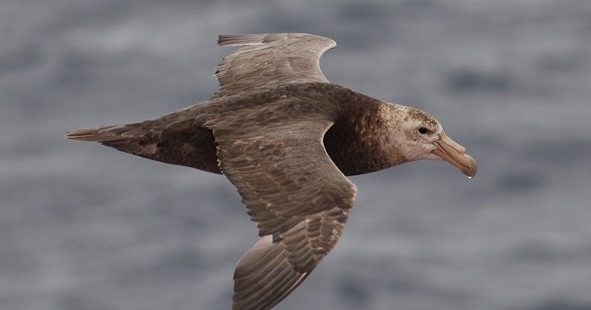 A brown Petrel looking for food