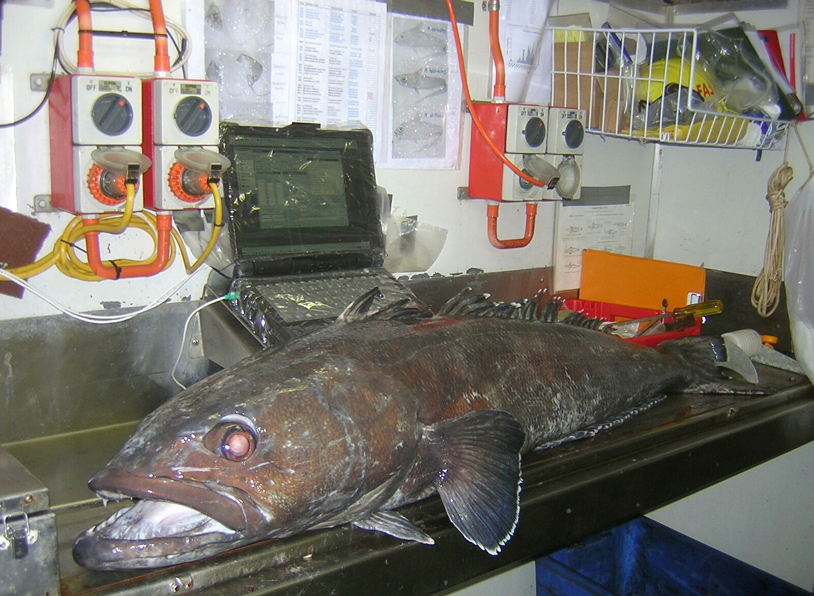 Antarctic toothfish being weighed at the port house