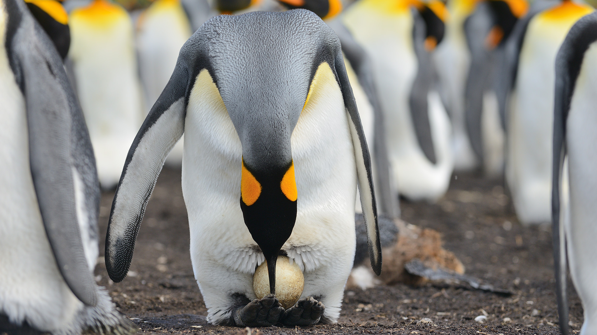 A woman King Penguin taking care of its egg in its abdomen