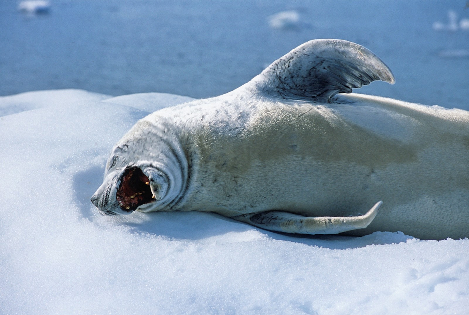 Crabeater Seal making a sound while lying down on the snow ground