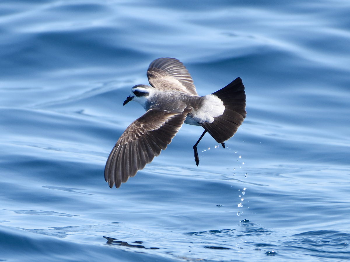 Austral Storm Petrels - Discover More About These 'Water Walkers'