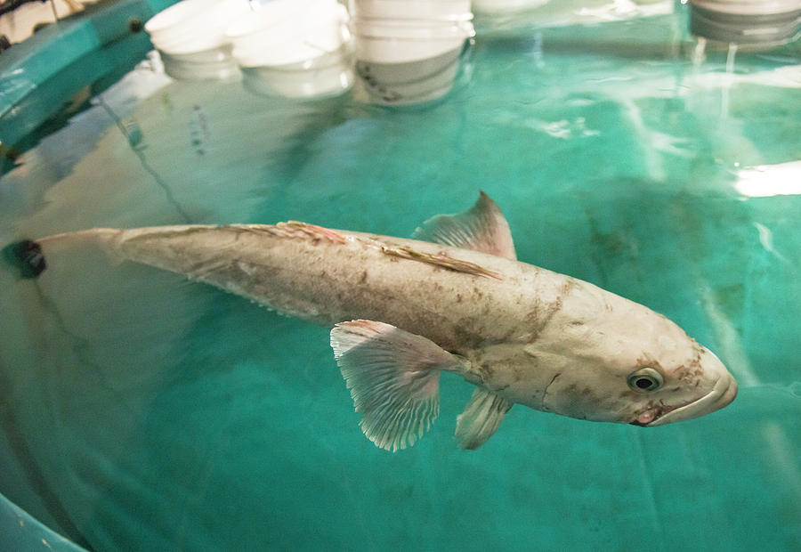 Antarctic Toothfish - Know More Of This Voracious Predator In The Southern Ocean