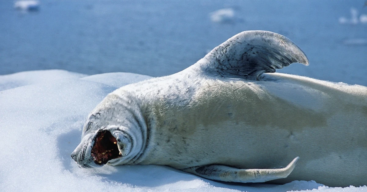 Crabeater Seal Teeth Teeth You Have Never Seen Before