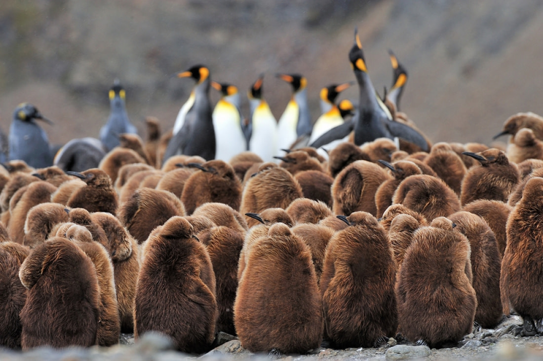A group of King Penguin Chicks with some adults