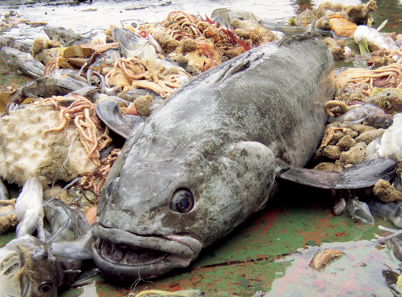 A newly caught huge antarctic toothfish on a fishing vessel