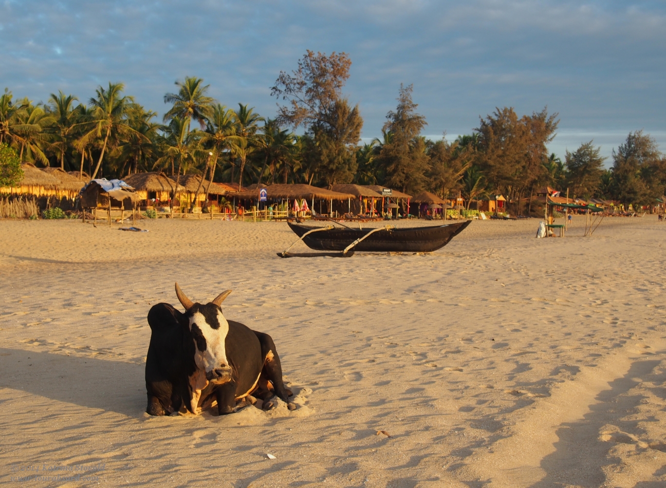 One Of The Local Cows At Agonda Beach