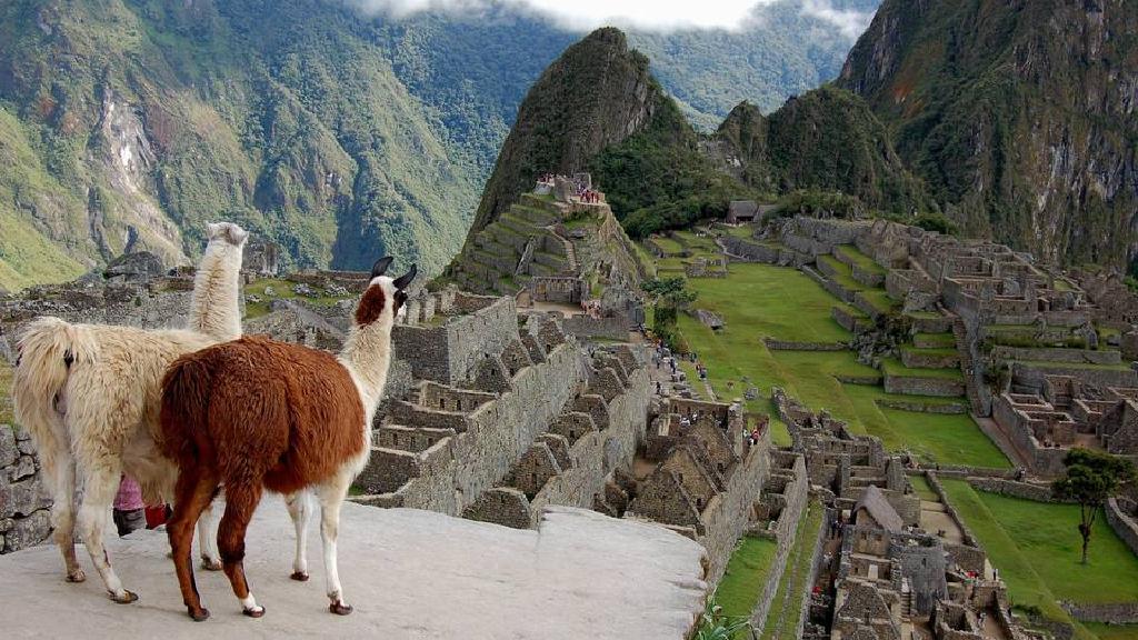 Two Llamas Near Machu Picchu