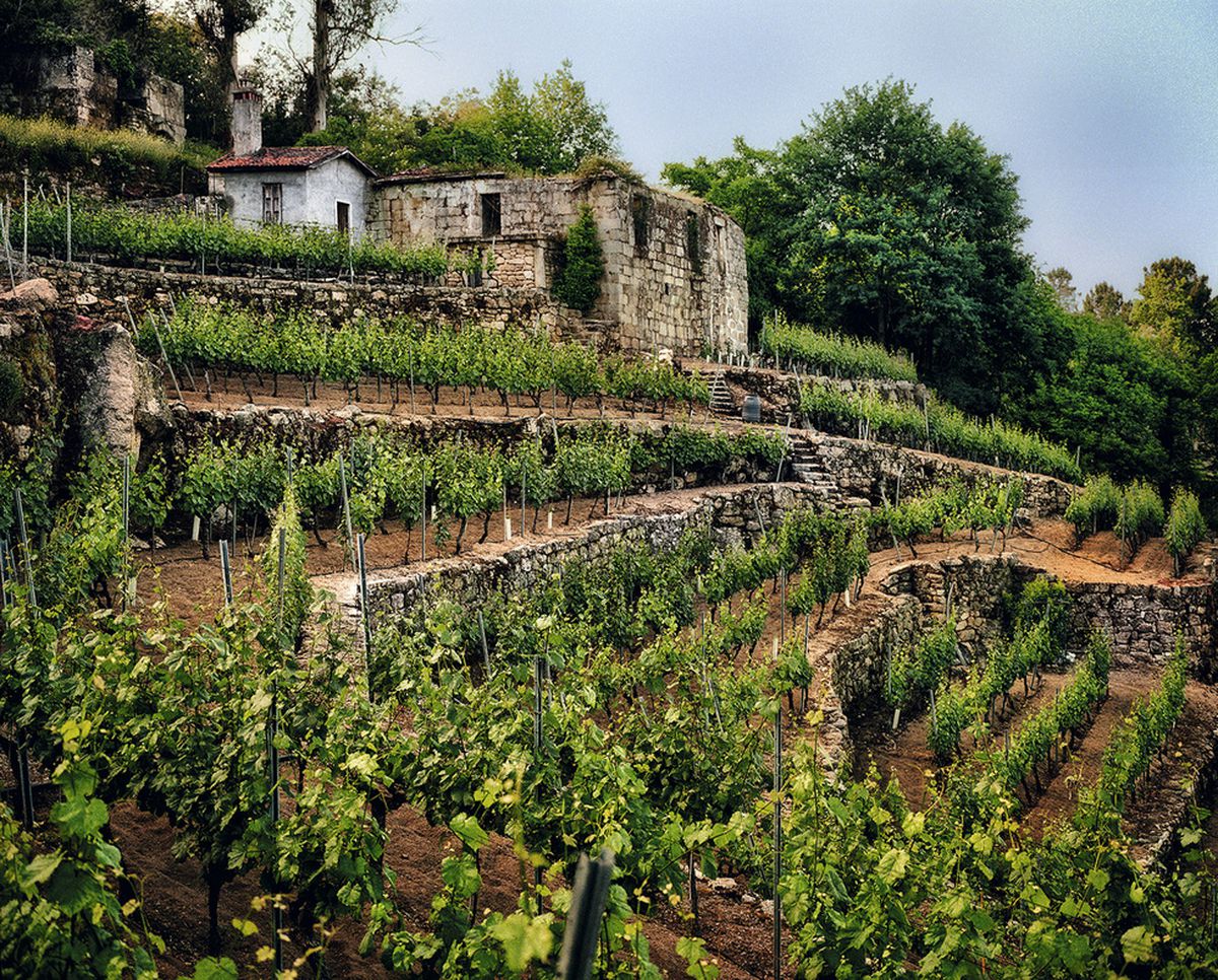 Monastrell Wine - Discover Europe's Famous Smoky Red Wine