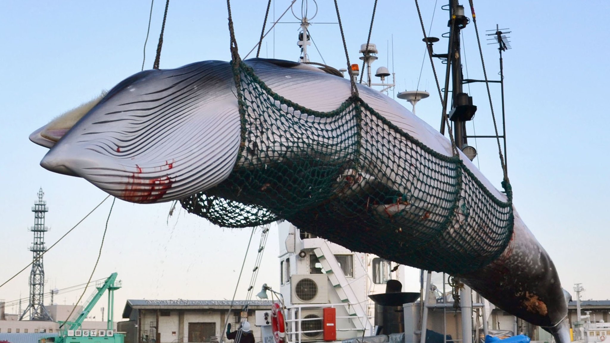 Boycott Japan Whaling - Conservationists Say As Commercial Hunts Have Resumed