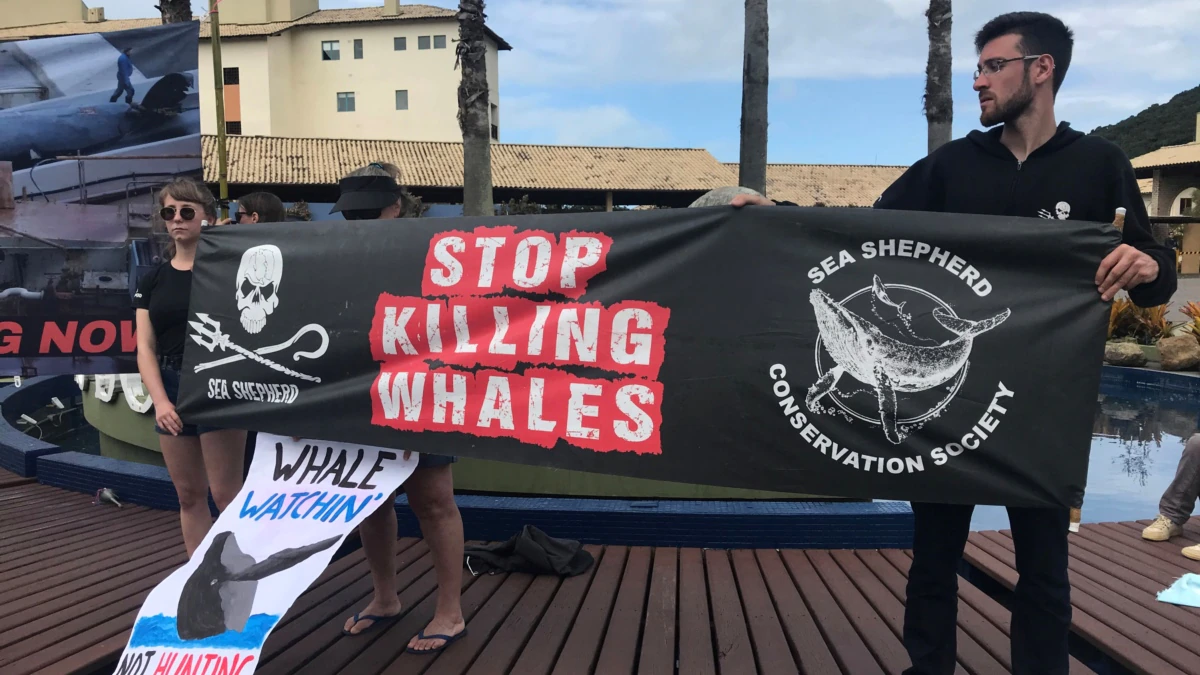 Sea Sheperd protesting to ban Whale hunting