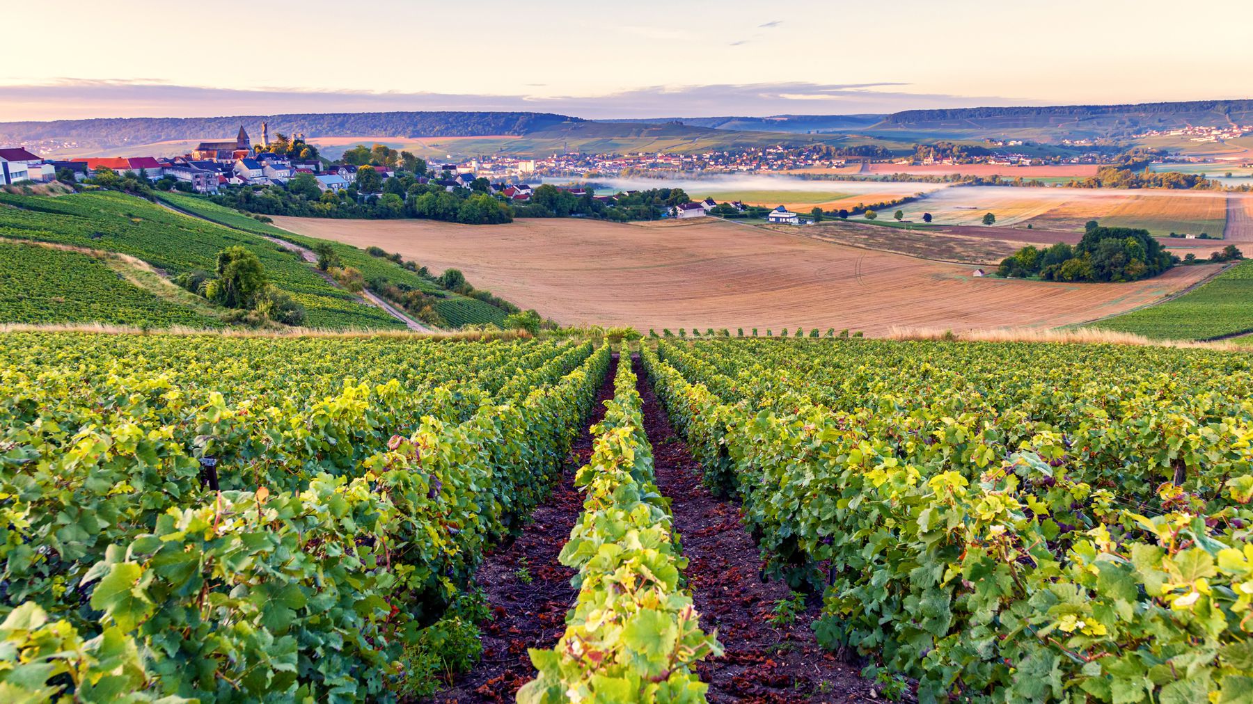 A scenic view of a French vineyard