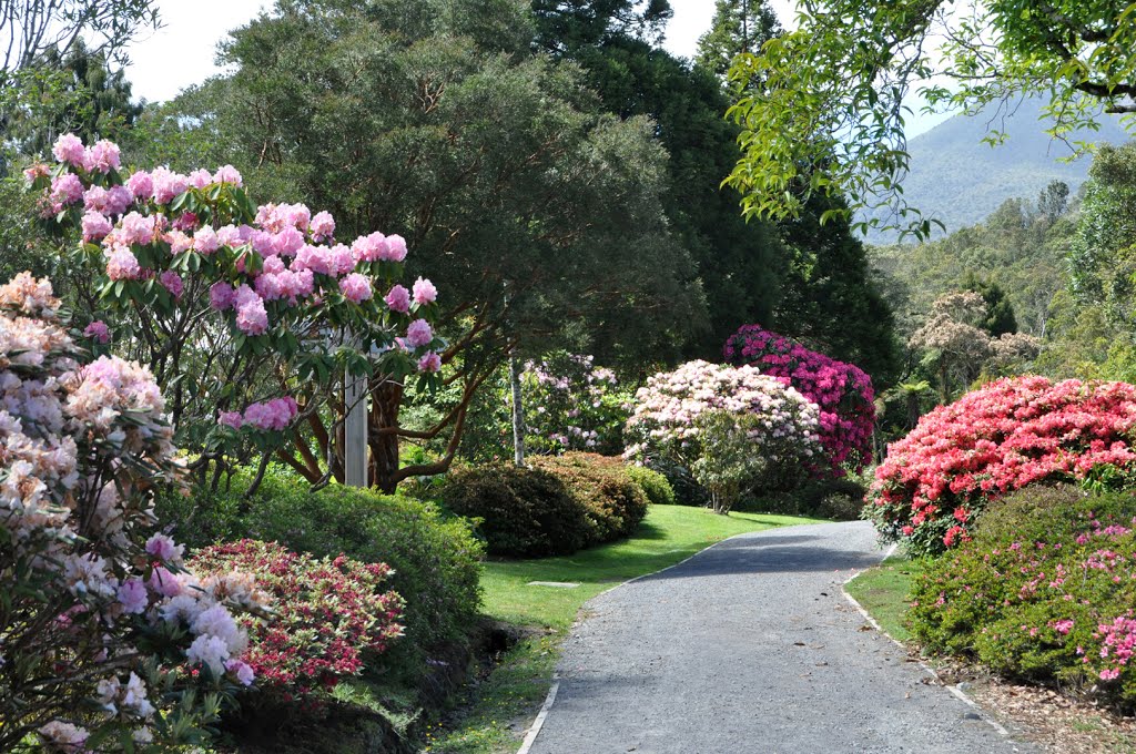 An amazing pathway in Pukeiti Gardens