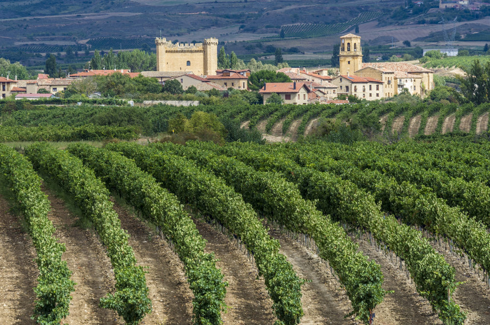 A view of a Spanish grape vineyards