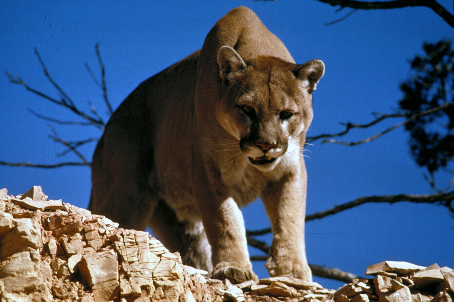 How To Survive A Cougar - Answers That Would Definitely Help You