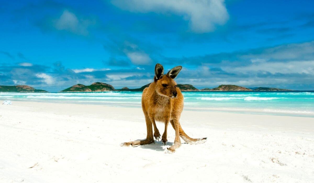 A kangaroo at the beachside
