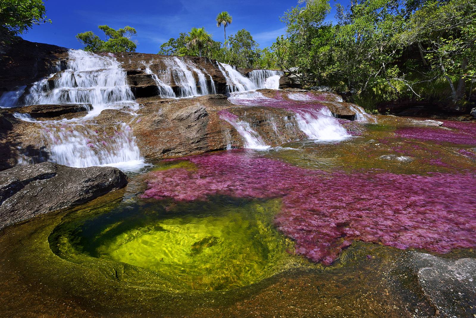 Cano Cristales colorful water