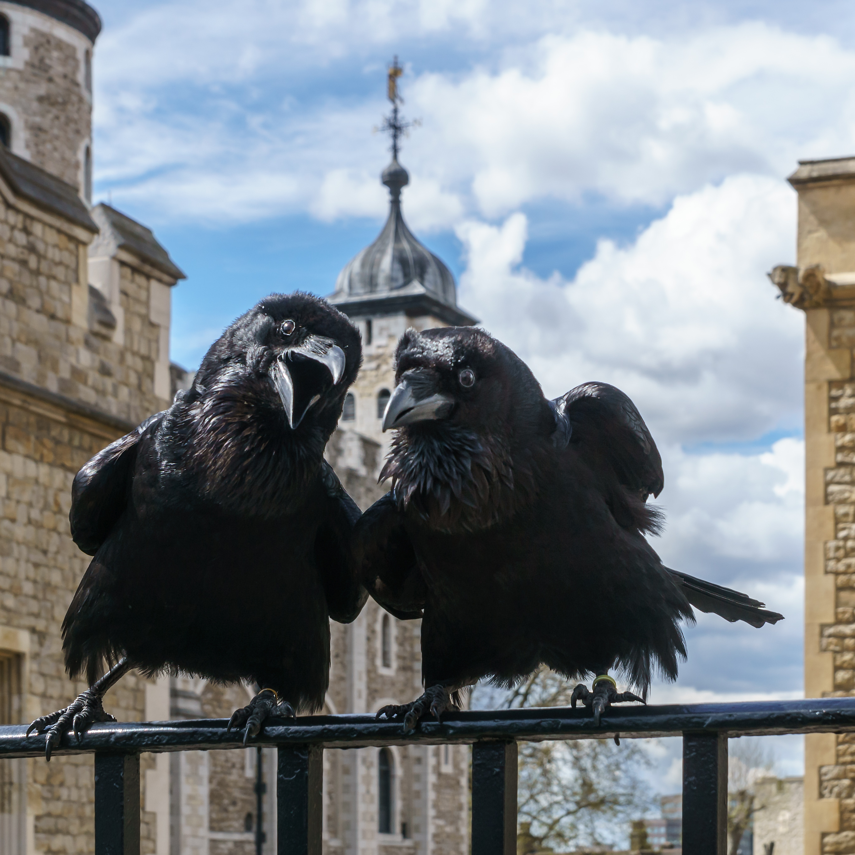 Two Ravens together